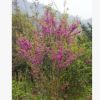 湖南紫荊、叢生紫荊