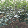 山楂罐頭的山楂品種樹(shù)苗 山楂樹(shù)畝產(chǎn)1萬(wàn)斤