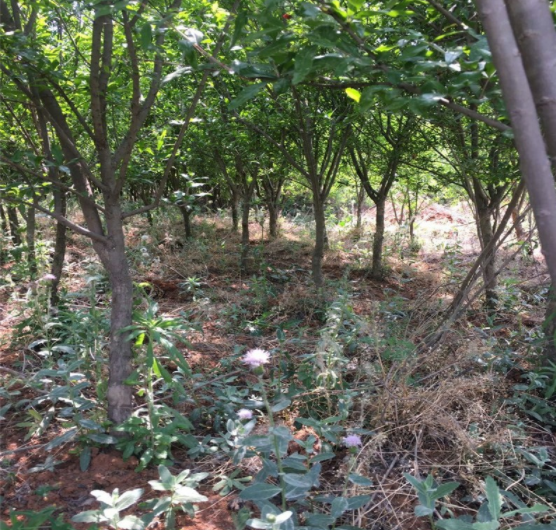 5、4、3公分石榴樹苗圃直銷價