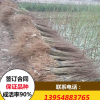 無籽石榴苗品種 無籽石榴苗價格