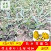 黃龍火龍果苗批發 黃色火龍果苗現挖現賣基地直銷