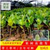 馬來西亞一號菠蘿蜜苗 菠蘿蜜果樹苗 四季菠蘿蜜苗