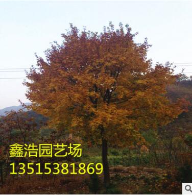 優(yōu)質(zhì)十五公分五角楓 基地現(xiàn)貨 現(xiàn)場考察