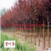 供應北方綠化樹 3公分紫葉李 紅葉李 行道樹 防護樹