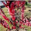 基地出售紅葉碧桃 工程綠化碧桃 紅葉碧桃批發價格出售.