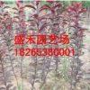 紫葉李樹苗批發 工程用樹苗 規格齊全