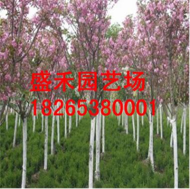 供應3公分櫻花樹苗 規格價格