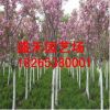 供應3公分櫻花樹苗 規格價格