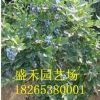 泰安供應兔眼藍莓苗 藍豐藍莓苗 優質供應商量大優惠藍莓苗