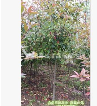高桿石楠樹(shù) 供應(yīng)2-8公分獨(dú)桿石楠樹(shù)工程苗紅葉 樹(shù)型優(yōu)美