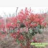 供應(yīng)紅葉石楠球 紅葉石楠苗 羅賓斯 紅羅賓紅葉石楠樹 規(guī)格齊全