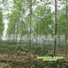 供應(yīng)1-20公分法桐樹苗 高公岔點(diǎn)法桐 原生骨架 法桐小苗統(tǒng)一定桿