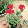 長春花 天天開 草花苗 盆栽草花小苗宿根花卉青州基地直供