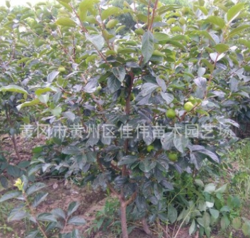 基地供應(yīng)柿子樹 品種純 樹姿直立 肉質(zhì)細密脆 陽豐甜柿大樹