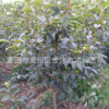 基地供應(yīng)柿子樹 品種純 樹姿直立 肉質(zhì)細(xì)密脆 陽豐甜柿大樹