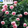 產(chǎn)地直銷 藤本月季苗 月季花苗 大花 攀援植物 盆栽爬藤月季苗