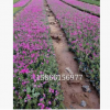 批發(fā)直銷(xiāo)叢生福祿考（芝櫻）盆栽花壇庭院綠化花海景觀量大質(zhì)優(yōu)顏