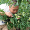 青脆李子樹苗種植 收購青脆李子樹苗 冬季適合栽青脆李子樹苗嗎