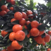 四川柑橘樹苗品種 柑橘樹苗價格 柑橘樹苗批發(fā) 供應(yīng)柑橘樹苗