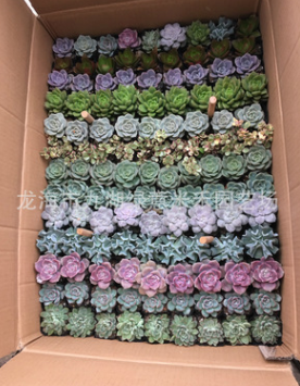 多肉植物 組合12種品種隨機搭配花卉盆栽拼盤 一箱120棵