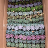 多肉植物 組合12種品種隨機(jī)搭配花卉盆栽拼盤(pán) 一箱120棵