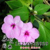 鳳仙花種子批發(fā) 中國(guó)鳳仙種子批發(fā)直銷(xiāo)處 實(shí)體店發(fā)貨 包發(fā)