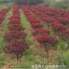 專業種植供應各種規格綠化工程 紫葉李球 叢生大紫葉李