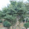 專業(yè)供應(yīng) 日本紅楓 耐寒紅楓工程綠化樹 喬木樹 叢生紅楓