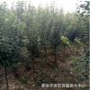 山東櫻花苗 櫻花苗銷(xiāo)售基地 綠化種植櫻花苗 樹(shù)干直