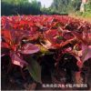 觀賞花卉 陽臺綠植 花批發 雞冠花 庭院盆栽易 雞冠花草