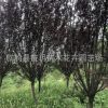 專業種植 供應綠化工程紫葉李 優質綠化苗木紫葉李 基地直銷綠化