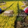 金葉女貞 黃色 園林供應 批發金葉女貞小苗 工程綠化公園花壇