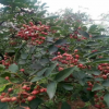 基地供應花椒苗 規(guī)格齊全 成活率高大紅袍花椒苗 現(xiàn)貨出售花椒苗