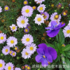 批發(fā)五色菊種子優(yōu)質(zhì)新采草花種子陽臺室內(nèi)五色菊盆栽 易成活