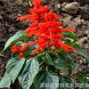 批發(fā)陽臺觀花盆栽一串紅種子優(yōu)質(zhì)草花種子庭院種植花卉四季播種