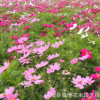 花卉種子批發野花組合種子園林美化野花組合地被花卉綠植發芽率高