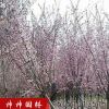 美人梅綠化花木 梅花 規格齊全 價格低廉 園林觀賞