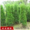 檜柏批發蜀檜苗 檜柏苗 寶塔松 塔柏 綠化工程 苗木