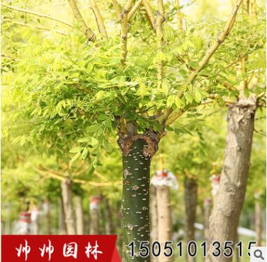 黃金槐基地供應優質 各種規格金枝國槐 綠化工程公園綠化黃刺槐