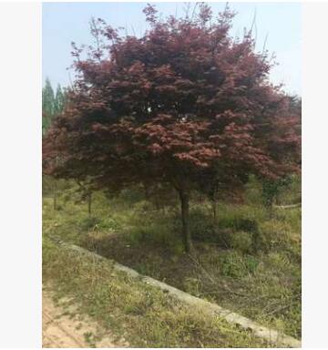 紅楓 中國紅楓灌木花卉 園林綠化紅楓樹 常綠喬木