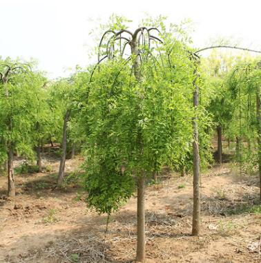 基地直銷垂槐 國槐小樹綠化龍爪槐苗 批發工程綠化苗刺槐
