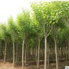 批發(fā)丁香 植物 丁香樹苗 叢生紫丁香 嫁接丁香 暴馬丁香