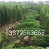 檜柏 基地直銷 小龍柏 各種規(guī)格 品種齊全 灑金柏 鋪地柏