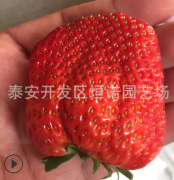 妙香7號草莓苗 章姬草莓苗 個(gè)頭大甜查理草莓苗基地批發(fā)