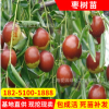 供應(yīng)易成活梨棗棗樹(shù)苗 產(chǎn)量高金絲4號(hào)棗樹(shù)苗 直銷(xiāo)棗樹(shù)苗
