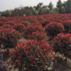 基地批發紅葉石楠球紅繼木球金邊黃楊球金葉女貞球