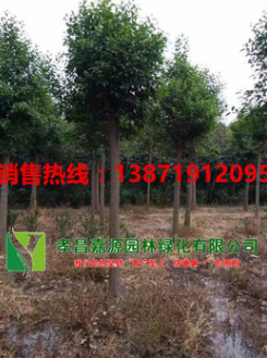 批發(fā)6 8 10 12公分香樟樹(shù)樟樹(shù)行道樹(shù)庭院樹(shù)移栽香樟樹(shù)全冠香樟樹(shù)