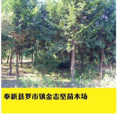 供應多規(guī)格紅豆杉杯苗 南方紅豆杉植物 基地批發(fā)植物園林綠化樹