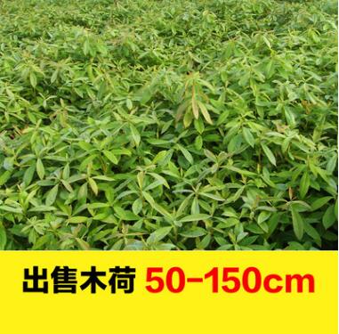 大量現(xiàn)貨優(yōu)質(zhì)木荷樹苗批發(fā) 各種規(guī)格木荷高度50-150園林綠化苗木