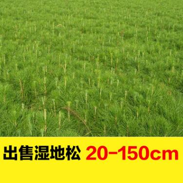大量現(xiàn)貨濕地松樹苗 批發(fā)大型基地苗木植樹選林專用濕地松特價